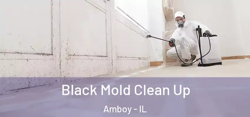  Black Mold Clean Up Amboy - IL