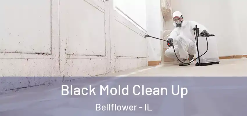  Black Mold Clean Up Bellflower - IL