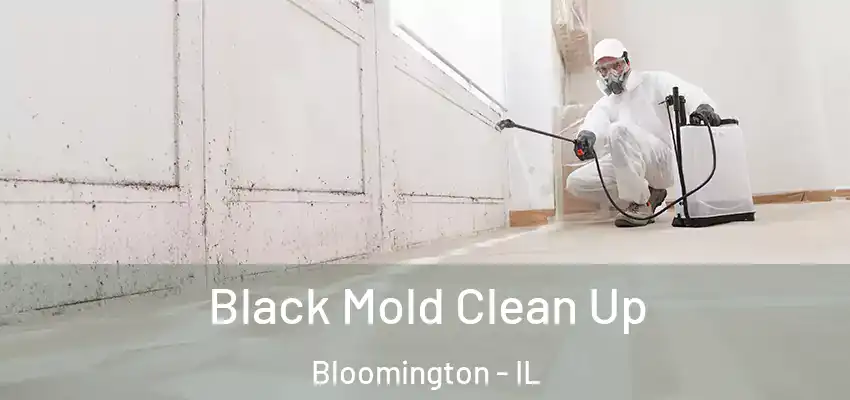  Black Mold Clean Up Bloomington - IL