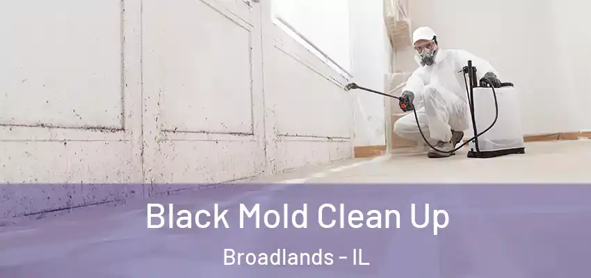  Black Mold Clean Up Broadlands - IL