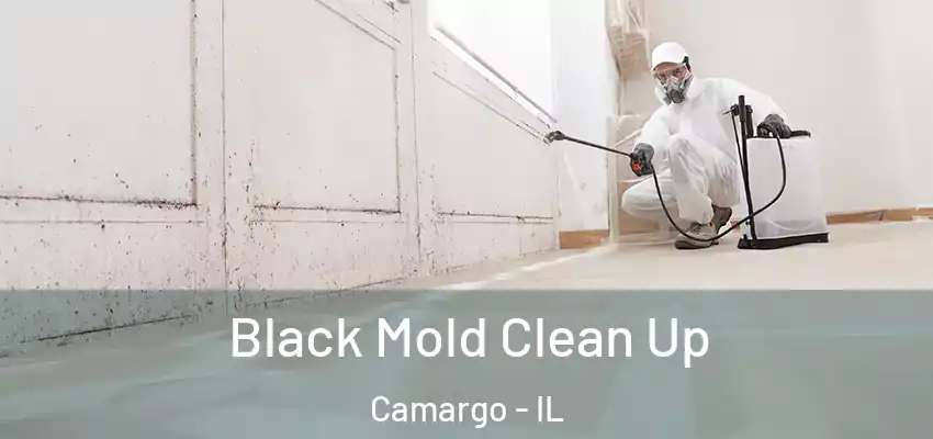  Black Mold Clean Up Camargo - IL