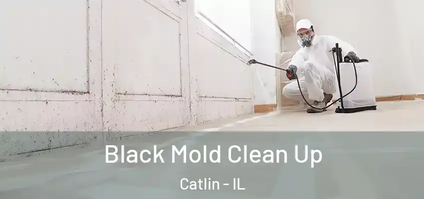  Black Mold Clean Up Catlin - IL