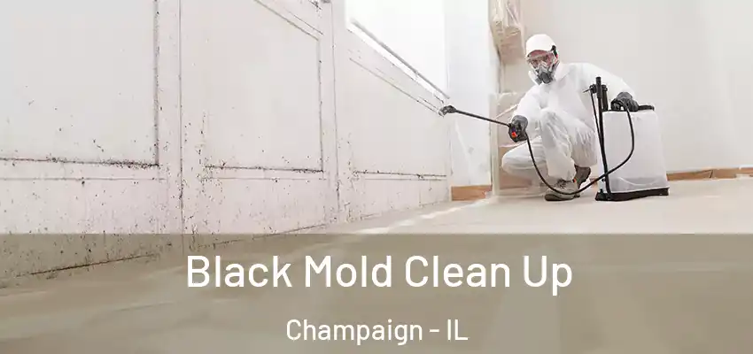  Black Mold Clean Up Champaign - IL