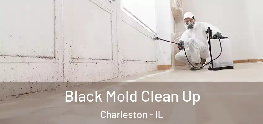  Black Mold Clean Up Charleston - IL