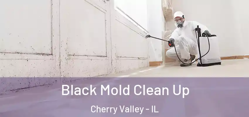  Black Mold Clean Up Cherry Valley - IL