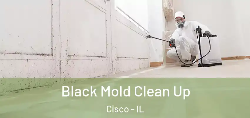  Black Mold Clean Up Cisco - IL