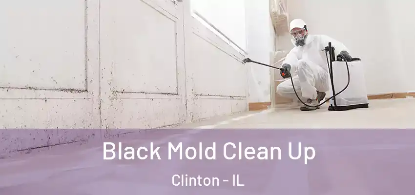  Black Mold Clean Up Clinton - IL