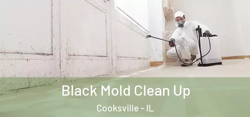  Black Mold Clean Up Cooksville - IL