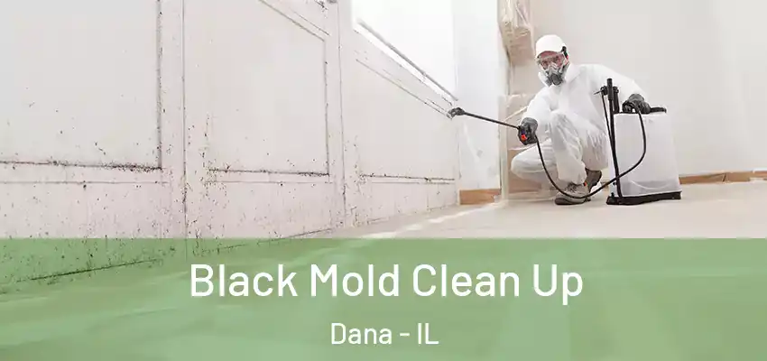  Black Mold Clean Up Dana - IL