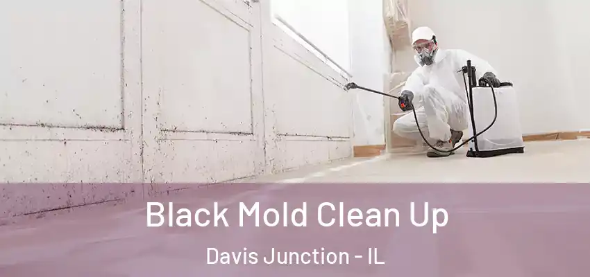  Black Mold Clean Up Davis Junction - IL