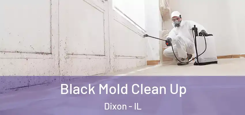  Black Mold Clean Up Dixon - IL