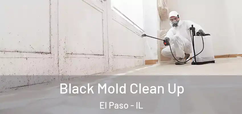  Black Mold Clean Up El Paso - IL