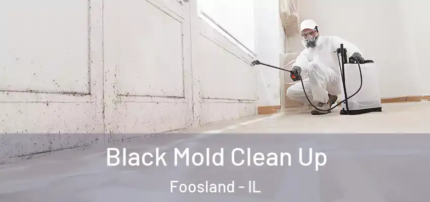  Black Mold Clean Up Foosland - IL