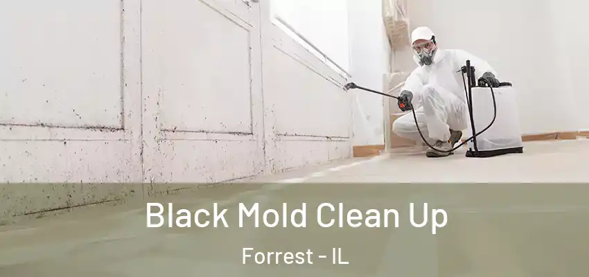 Black Mold Clean Up Forrest - IL