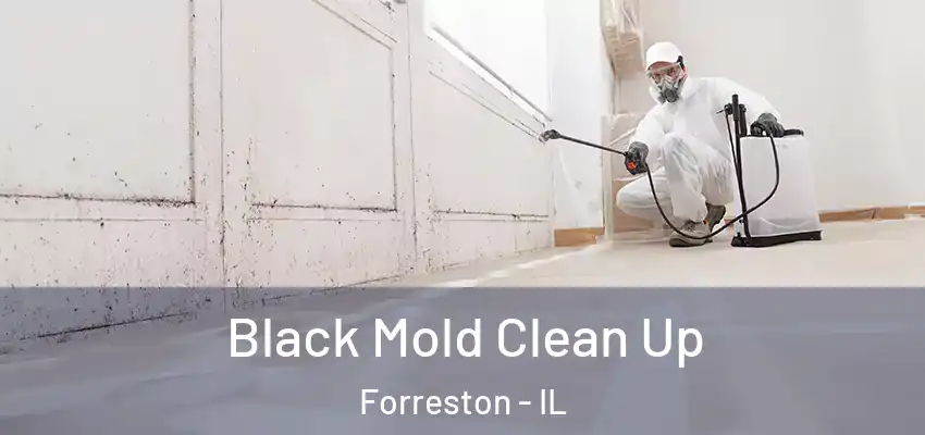  Black Mold Clean Up Forreston - IL