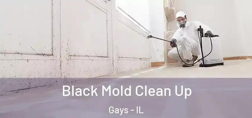  Black Mold Clean Up Gays - IL