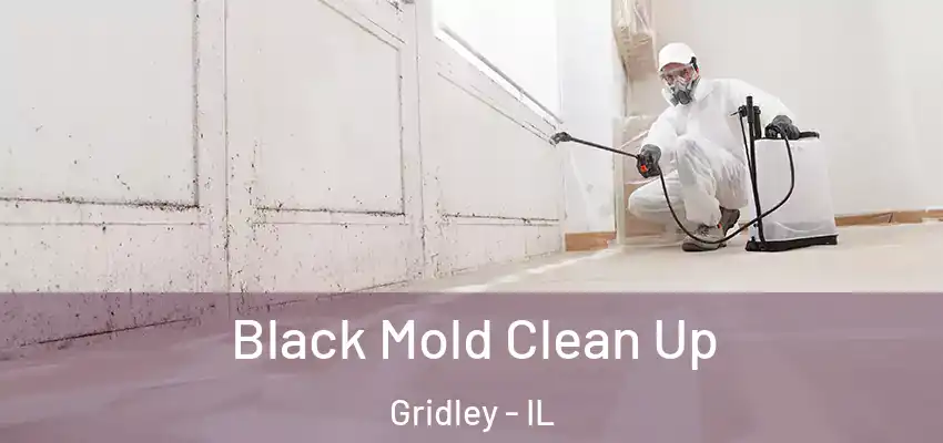  Black Mold Clean Up Gridley - IL