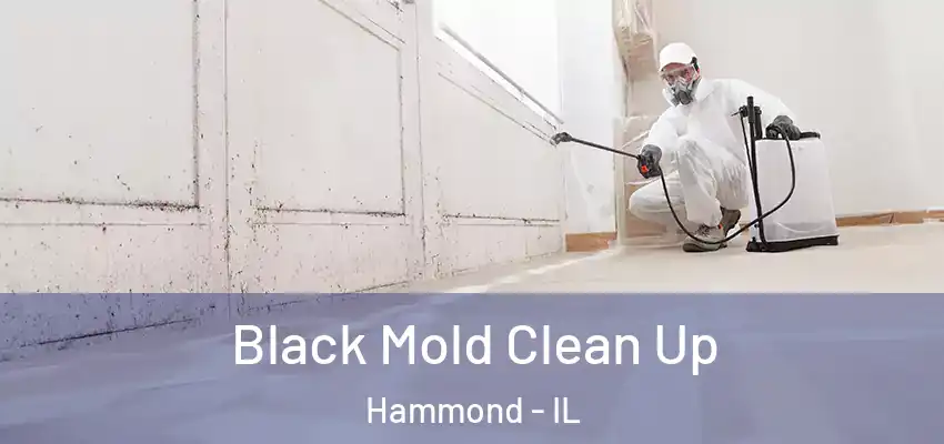  Black Mold Clean Up Hammond - IL
