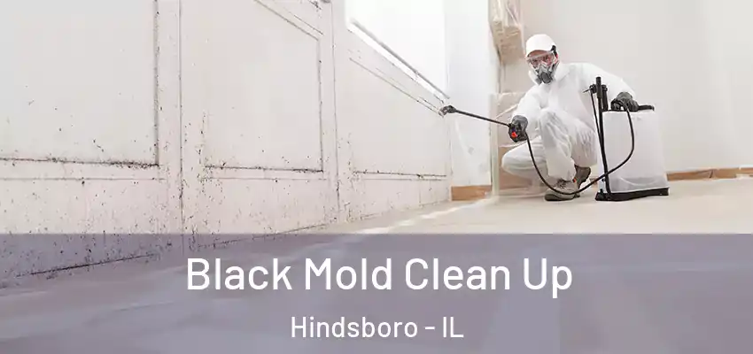  Black Mold Clean Up Hindsboro - IL
