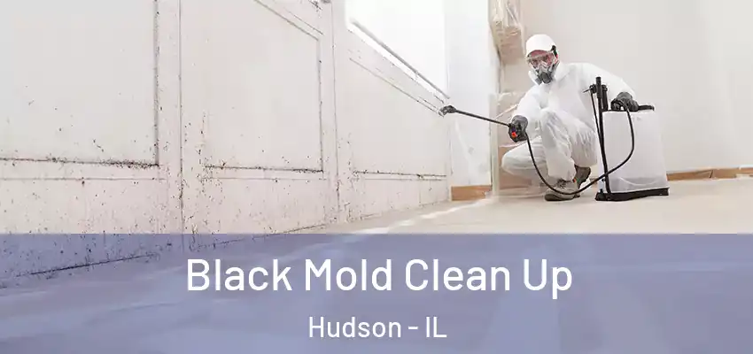 Black Mold Clean Up Hudson - IL
