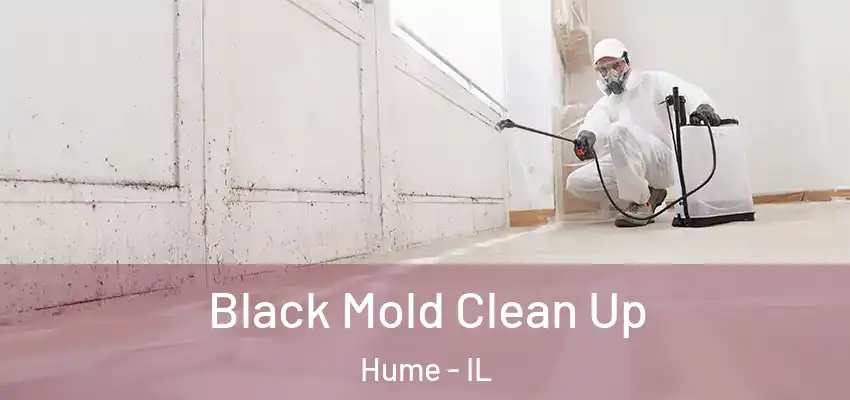  Black Mold Clean Up Hume - IL