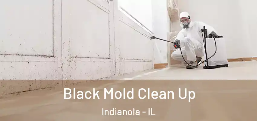  Black Mold Clean Up Indianola - IL