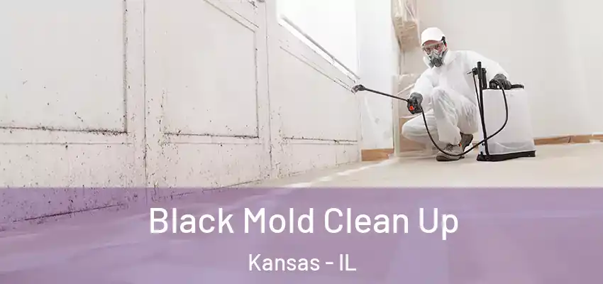  Black Mold Clean Up Kansas - IL