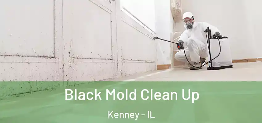  Black Mold Clean Up Kenney - IL