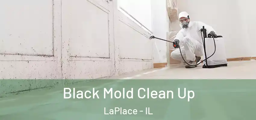  Black Mold Clean Up LaPlace - IL