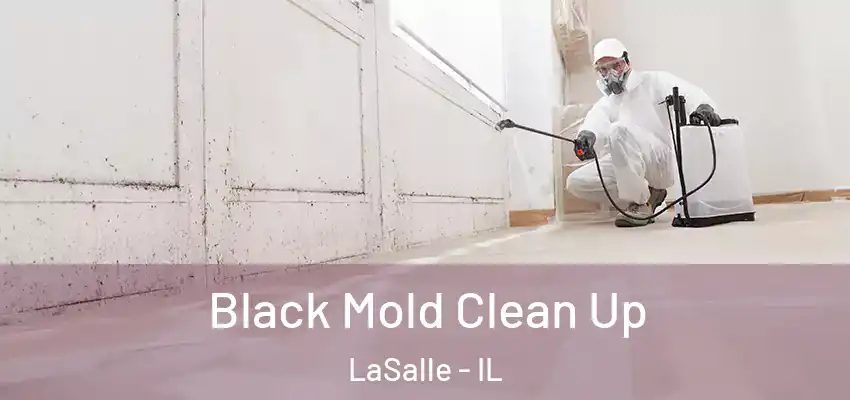  Black Mold Clean Up LaSalle - IL