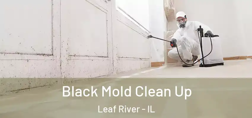 Black Mold Clean Up Leaf River - IL