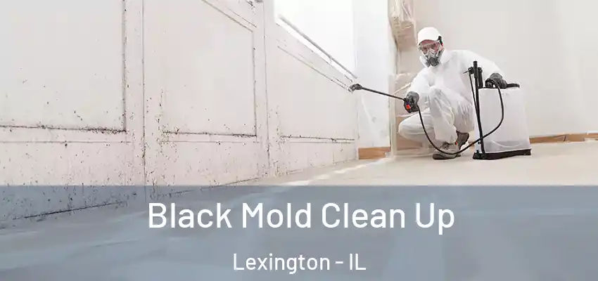  Black Mold Clean Up Lexington - IL