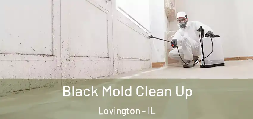 Black Mold Clean Up Lovington - IL