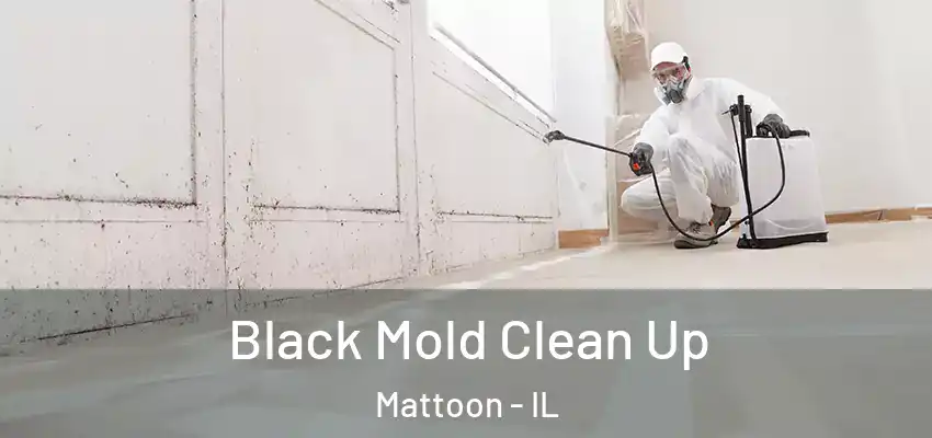  Black Mold Clean Up Mattoon - IL