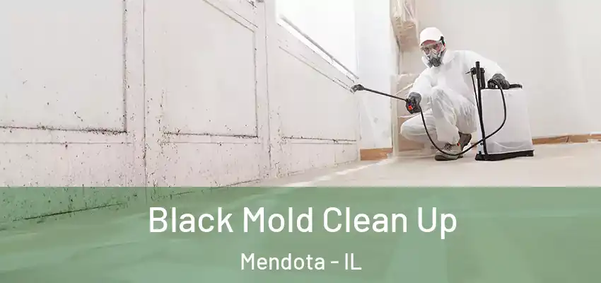  Black Mold Clean Up Mendota - IL