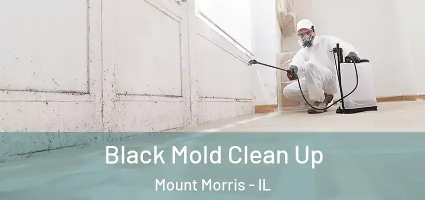  Black Mold Clean Up Mount Morris - IL
