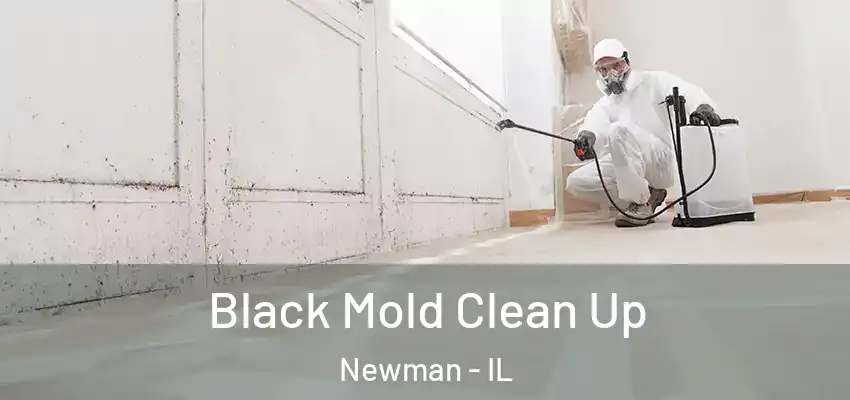  Black Mold Clean Up Newman - IL