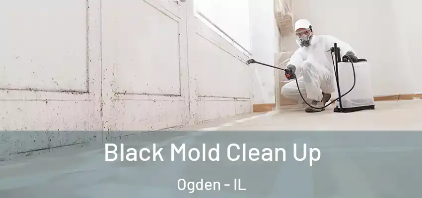  Black Mold Clean Up Ogden - IL