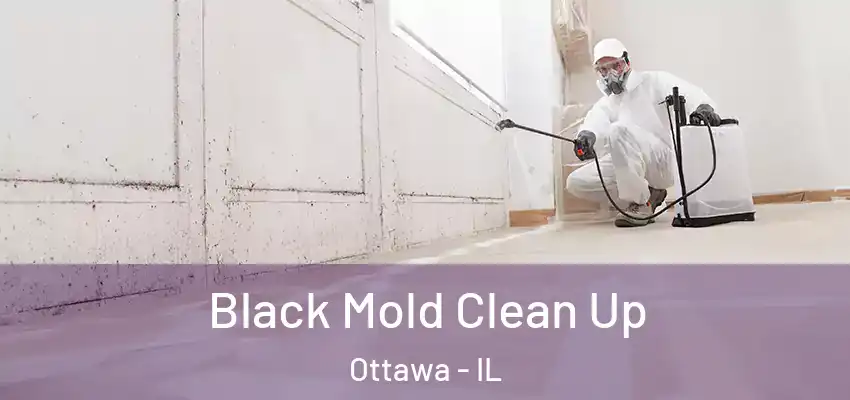  Black Mold Clean Up Ottawa - IL
