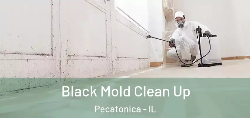  Black Mold Clean Up Pecatonica - IL