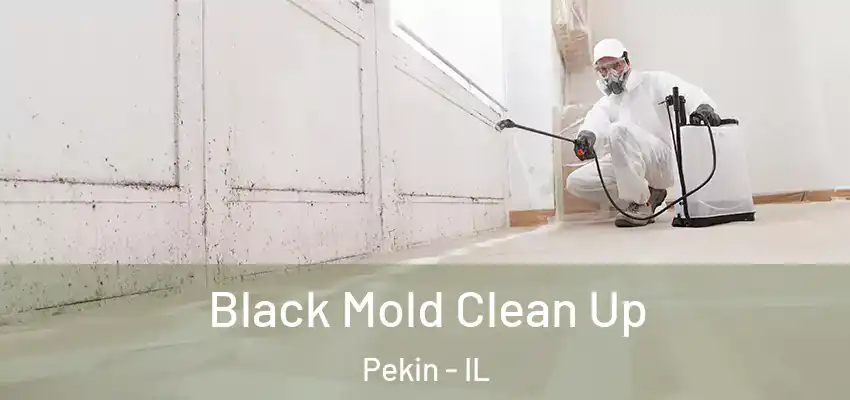  Black Mold Clean Up Pekin - IL