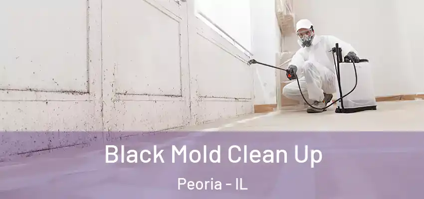  Black Mold Clean Up Peoria - IL
