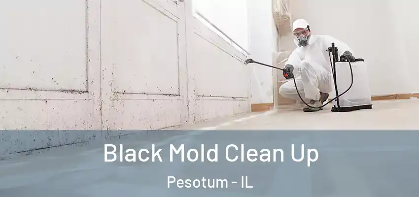  Black Mold Clean Up Pesotum - IL