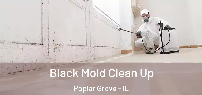  Black Mold Clean Up Poplar Grove - IL