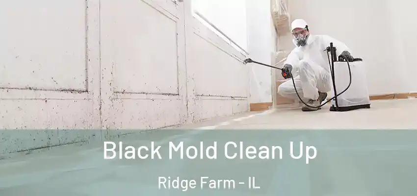  Black Mold Clean Up Ridge Farm - IL
