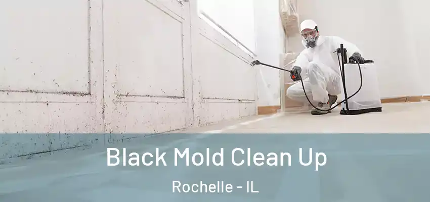  Black Mold Clean Up Rochelle - IL