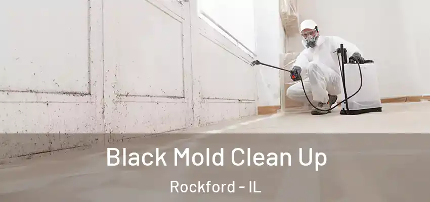  Black Mold Clean Up Rockford - IL