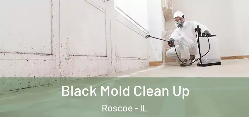  Black Mold Clean Up Roscoe - IL