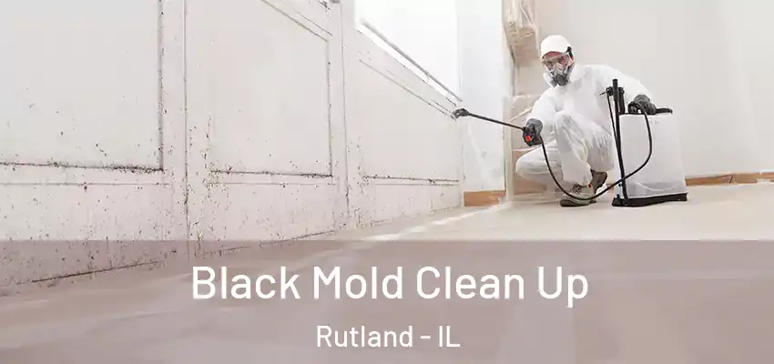  Black Mold Clean Up Rutland - IL