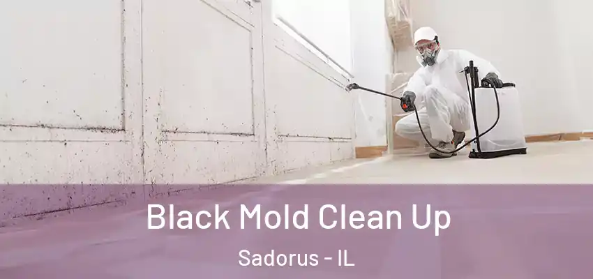  Black Mold Clean Up Sadorus - IL